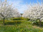 Проф Обрезка плодовых деревьев,Весна 2022 объявление продам