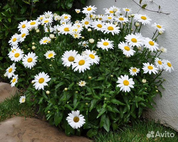 Ромашка+лилия белая