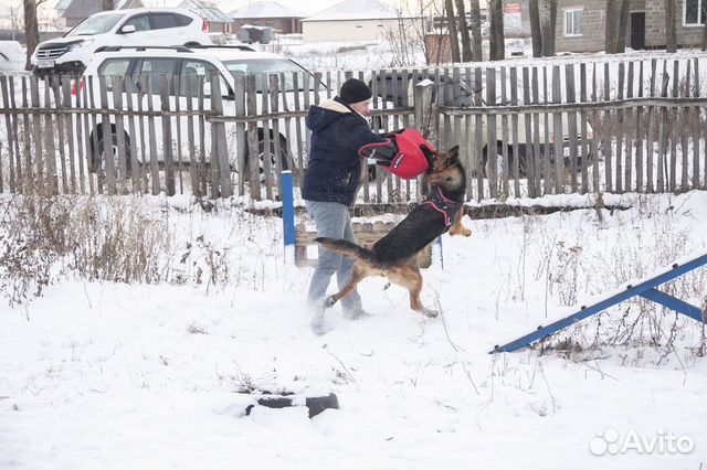 Дрессировка собак подготовка к выставке