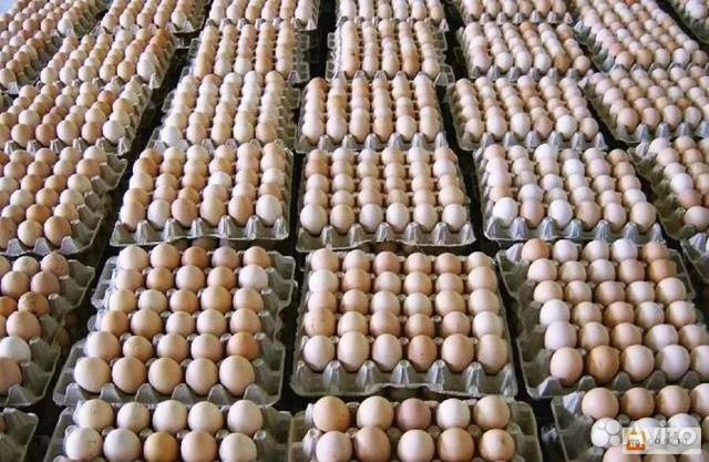 Инкубацион. яйцо