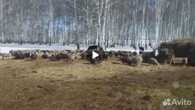 Бараны на Курбан и Ураза Байрам