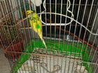 Волнистый попугай с клеткой объявление продам