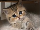 Котята породы - Британская золотая шиншилла объявление продам