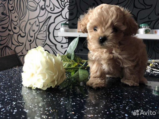 Мальтипу самые модные