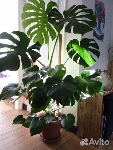 Продам отростки монстеры