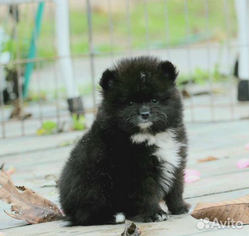 Померанский шпиц лисьего и медвежьего типа отличия фото