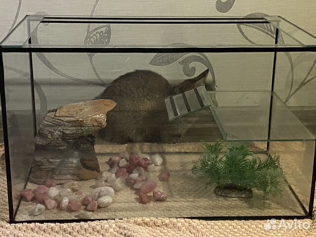 Аквариум