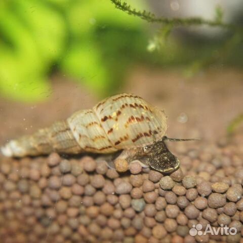 Улитка Мелания