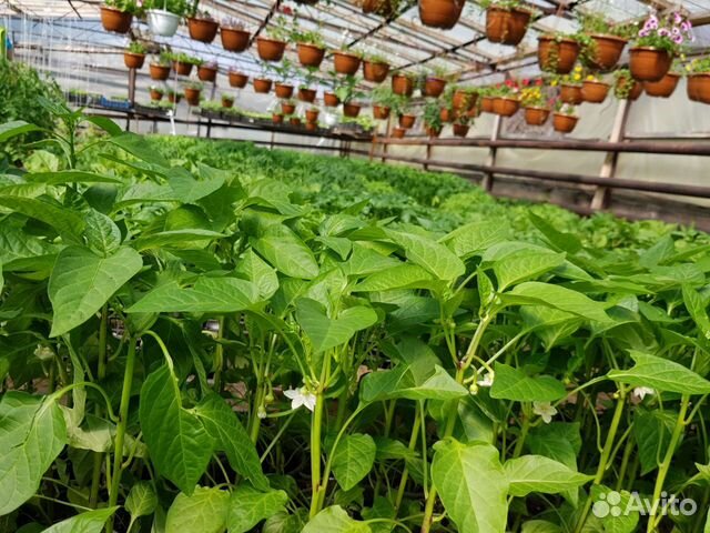 Рассада в розницу и оптом