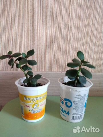 Толстянка (красулла, денежное дерево)