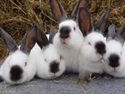 Племенные Калифорнийские кролики объявление продам