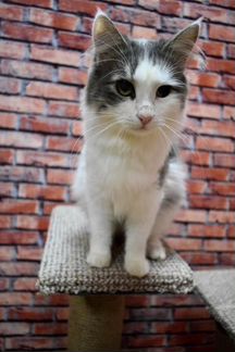 Кот Вини 1,5 года ищет дом