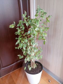 Фикус бенджамина 90см