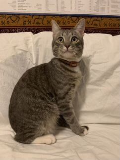 Кот, ищет дом