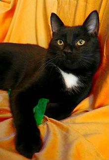 Сэр Чарли, котик в дар