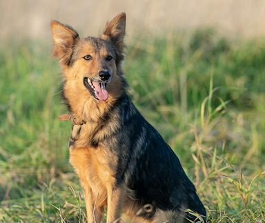 Комнатная овчарка Рыся в дар