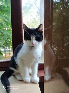 Котенок Флинтик (3 месяца) в добрые руки