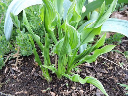 Хосты садовые