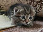 Котята от настоящей сибирячки в добрые руки объявление продам