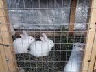 Кролики обыкновенные