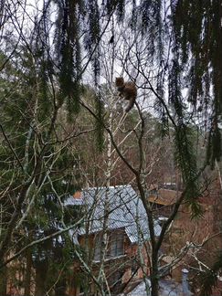 Сниму кота или кошку с дерева