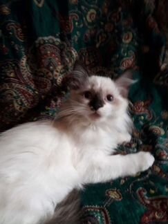 Невская маскарадная кошечка