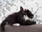 Котёнок помесь Сибирской объявление продам