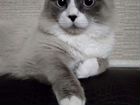 Невский маскарадный кот вязка