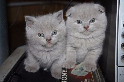 Вязка с Шотландским котом