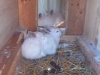 Кролики крольчата объявление продам