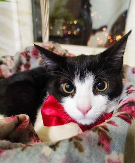 Феликс котенок котик в добрые руки