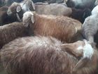 Овце матки мясной породы