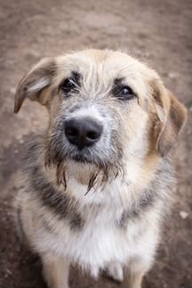 Общительная Клёпа ищет дом