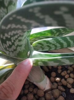 Комнатные растения и цветы