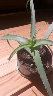 Алое- столетник