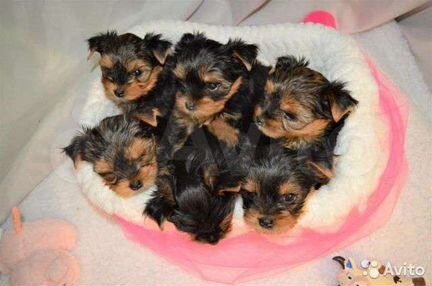 Щенки йоркширского. терьера