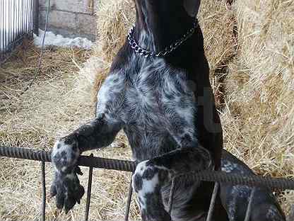 Моздок собака. Моздок собака. Шарпеи 10 месяцев. Моздок собака. Шарпей собака 7 месяцев.