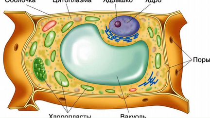 Дистанционные уроки по биологии.Репетитор он-Лайн