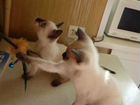 Тайская кошка ищет кота(снова орет 5 день) объявление продам