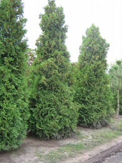 Живучие туи брабант 250-300 см