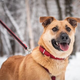 Фрея - собака ищет дом