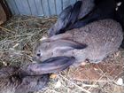 Самки и самцы кроликов(фландр) объявление продам