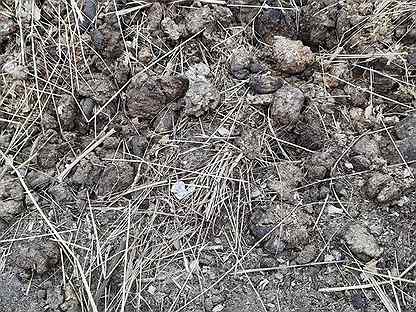 Scat Pig