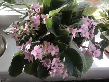 Фиалка, Герань коралловая