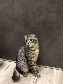 Шотландский вислоухий super кот