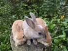 Кролик карликовый цветной