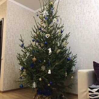 Ёлка живая