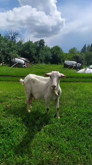 Зааненская дойная коза - фотография № 3