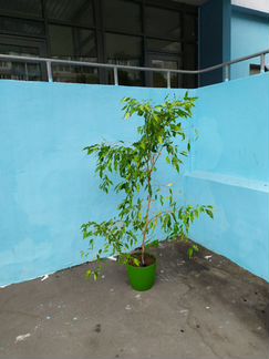 Фикус Бенджамина