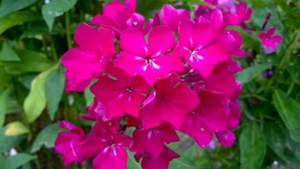 Цветы садовые многолетние